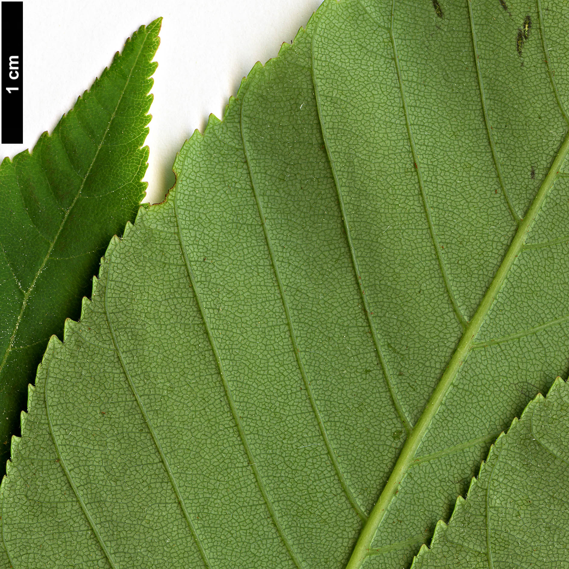 High resolution image: Family: Sapindaceae - Genus: Aesculus - Taxon: sylvatica